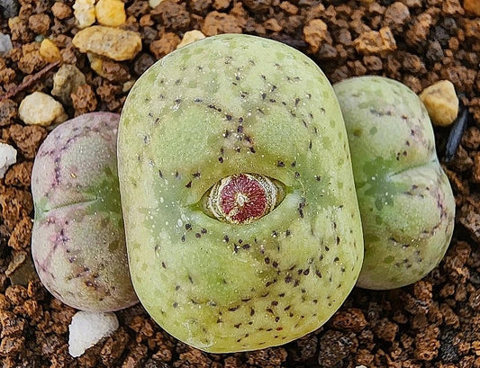 Conophytum ficiforme worcester ( white flower ) 20 Seeds
