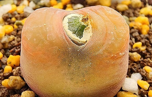 Conophytum maughanii ssp. armeniacum 20 Seeds