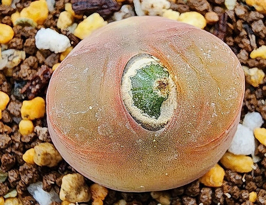 Conophytum maughanii ssp. armeniacum 20 Seeds