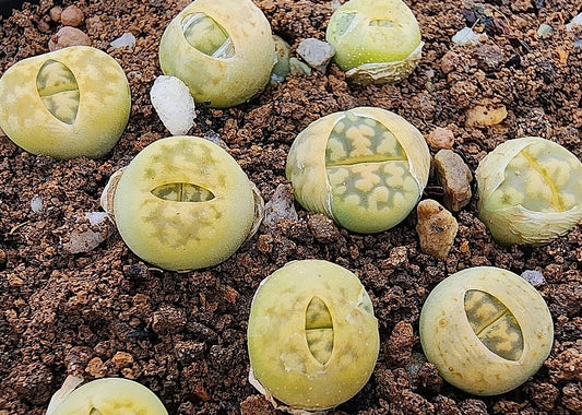 Lithops karasmontana lerichegreen 20 Samen