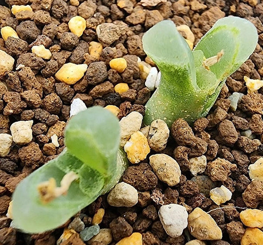 Conophytum devium stiriiferum 20 Seeds