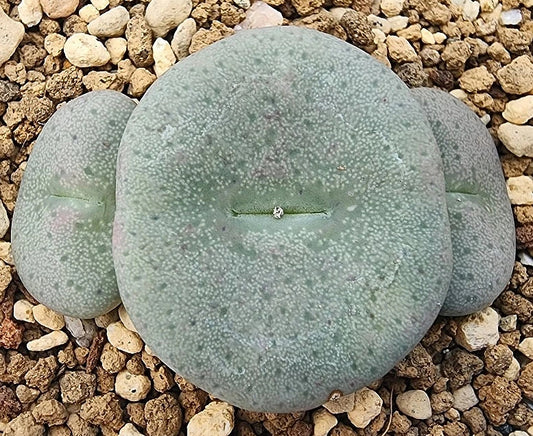 Conophytum francoiseae 20 Seeds