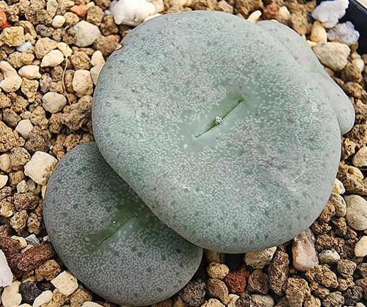 Conophytum francoiseae 20 Seeds