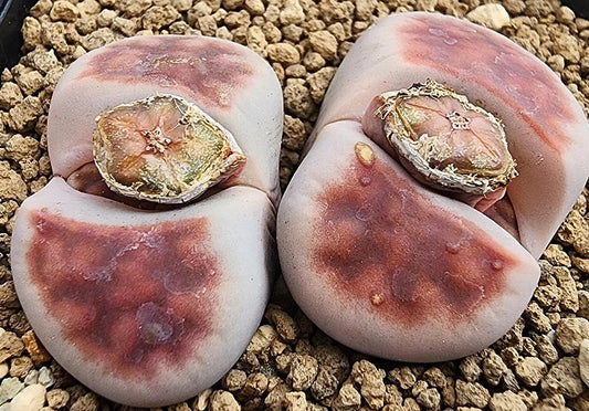 Lithops karasmontana Top rot 20 Samen
