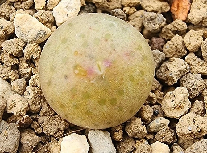 Conophytum bilobum v. Leucanthum 20 Seeds