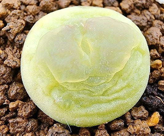 Conophytum latum 20 Seeds