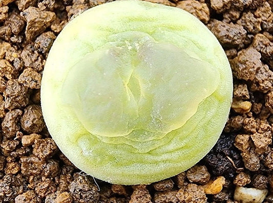 Conophytum latum 20 Seeds