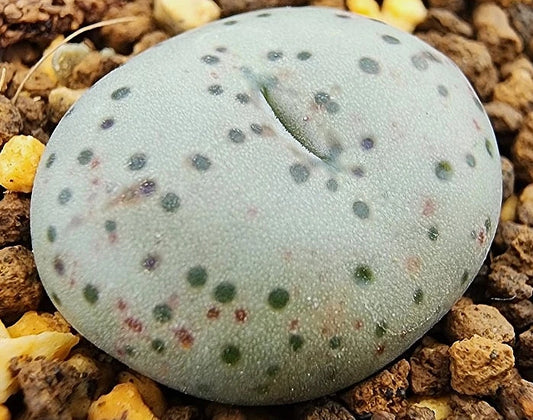 Conophytum stenandrum 20 Seeds