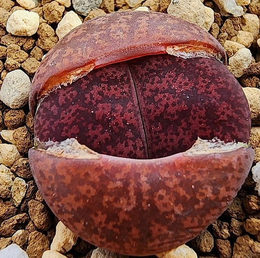 Lithops dinterops Boysenbeere 20 Samen