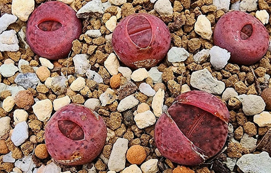 Lithops bromfieldii var. glaudinae 'Embers' 20 Samen