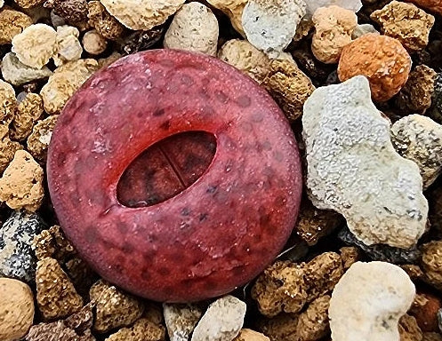 Lithops bromfieldii var. glaudinae 'Embers' 20 Samen