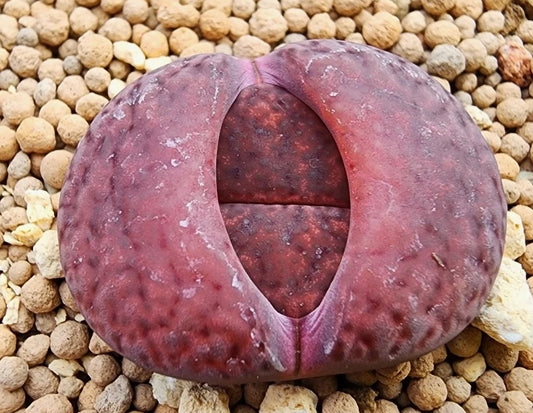 Lithops lesliei Rhabarber-Hybride, 20 Samen