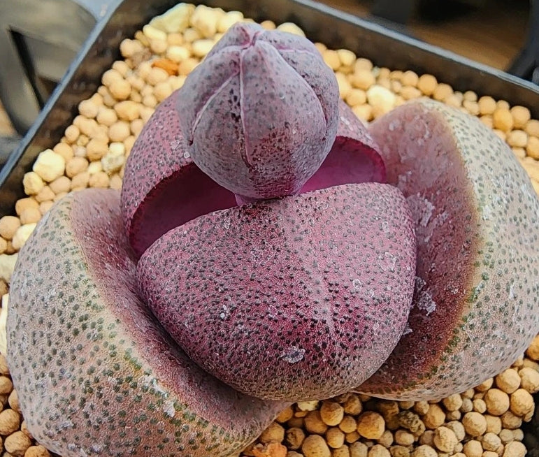 Pleiospilos nelii 20 Seeds
