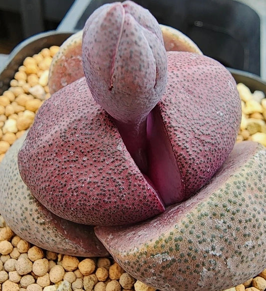 Pleiospilos nelii 20 Samen