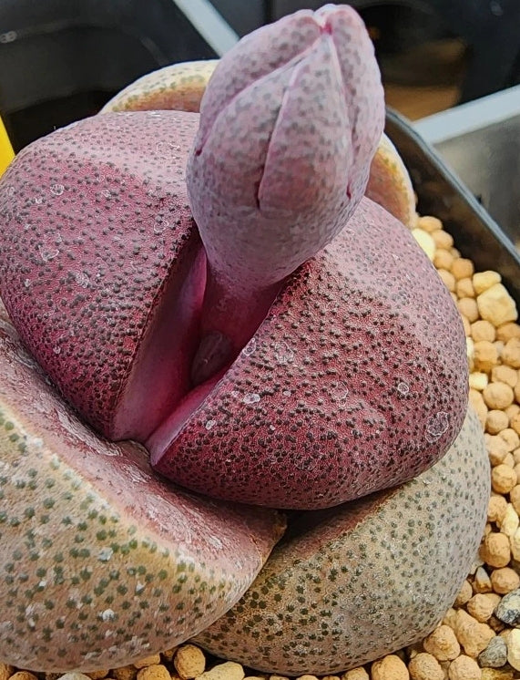 Pleiospilos nelii 20 Seeds
