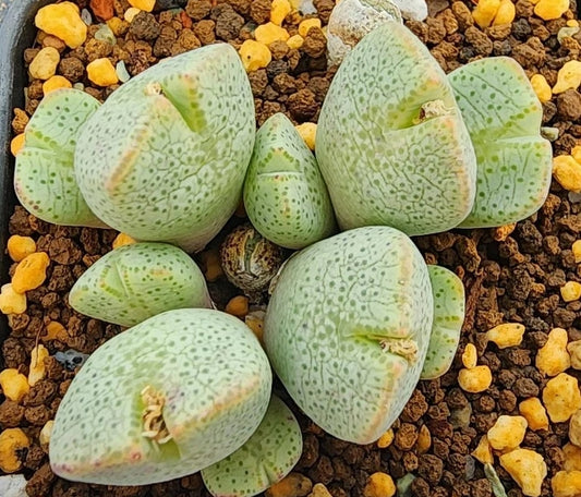Conophytum taylorianum 20 Seeds