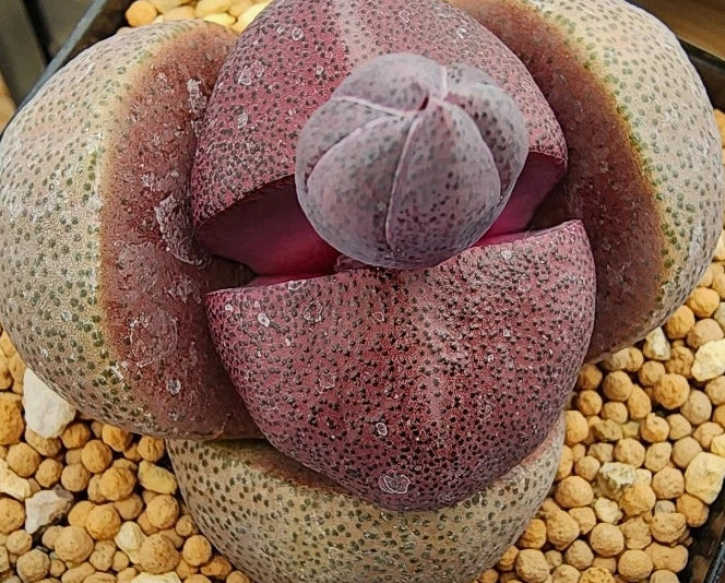 Pleiospilos nelii 20 Seeds