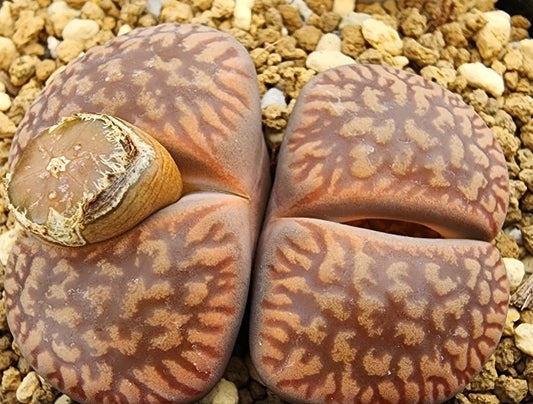 Lithops aucampiae ssp. euniceae 20 Samen