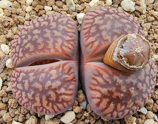 Lithops aucampiae ssp. euniceae 20 Samen