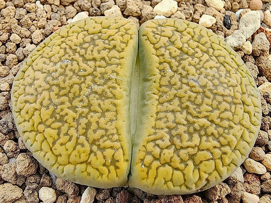Lithops aucampiae Jacksons Jade 20 Samen