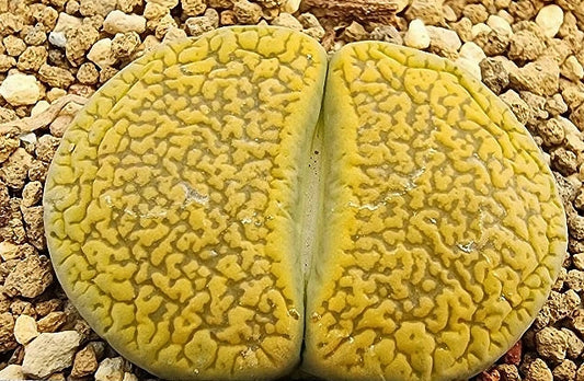 Lithops aucampiae Jacksons Jade 20 Samen
