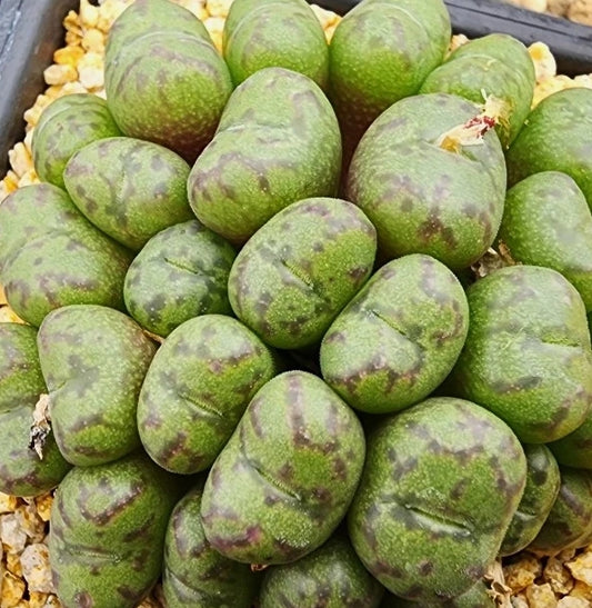 Conophytum obcordellum ssp. rolfii 20 Seeds