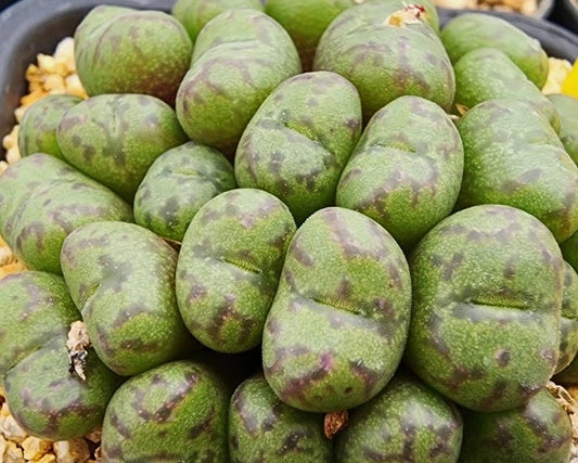 Conophytum obcordellum ssp. rolfii 20 Seeds