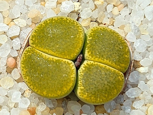 Lithops lesliei Green Top 20 Samen