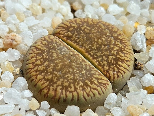 Lithops aucampiae v. fluminals Green River 20 Samen