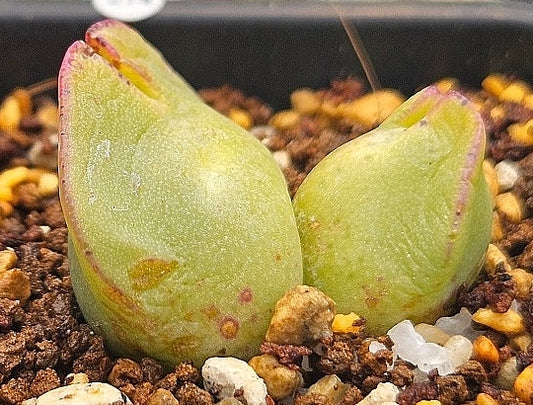 Conophytum tomasi 20 Seeds