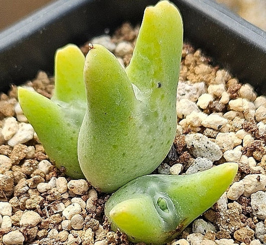 Conophytum quaesitum 20 Seeds