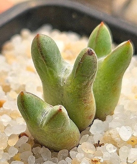 Conophytum blandum arm 20 Seeds