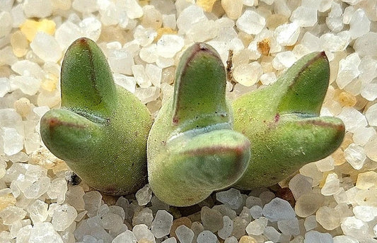 Conophytum blandum arm 20 Seeds