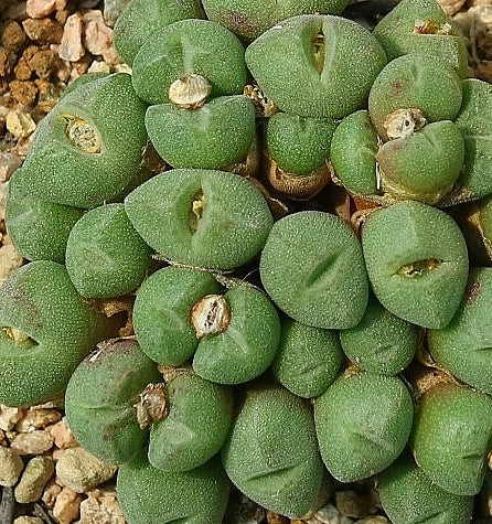 Conophytum hians 20 Seeds
