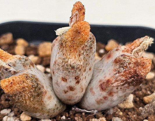 Conophytum marginatum ssp. haramoepense 20 Seeds