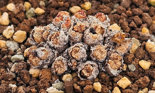 Conophytum uviforme ssp.rauhii S Die Drift 20 Seeds