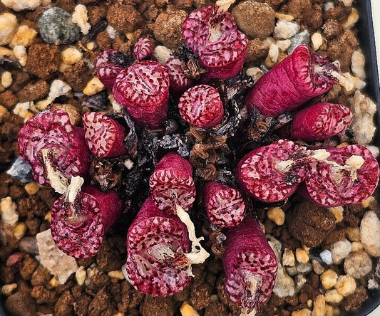 Conophytum obcordellum red obssesion 20 Seeds