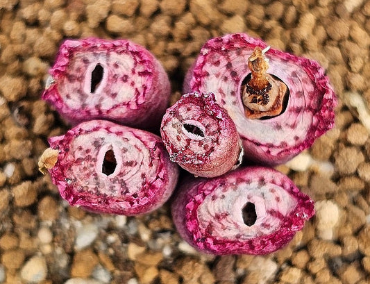 Conophytum obcordellum Hexrivier 20 Seeds