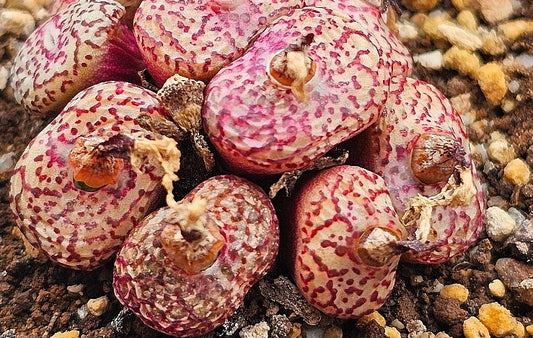 Conophytum obcodellum ursprungianum 20 Seeds