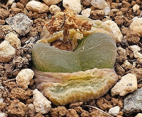 Conophytum praesectum ssp.pofadder 20 Seeds