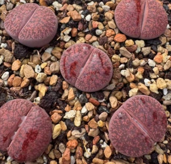 Lithops Purple Crown 20 Seeds