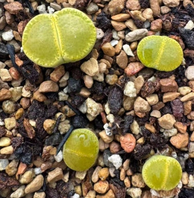 Lithops Shimada 20 graines