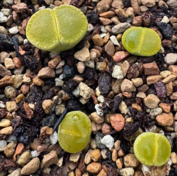 Lithops Shimada 20 graines