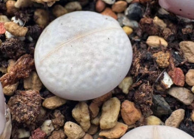 Lithops Nandu 20 Seeds