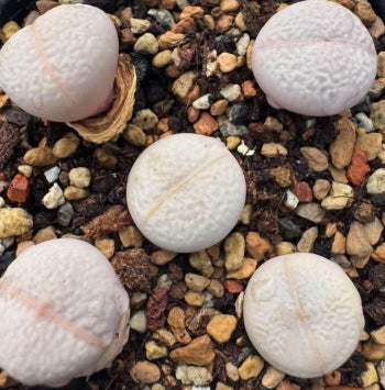 Lithops Nandu 20 Seeds