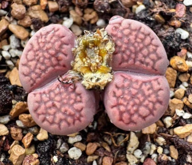 Lithops Shibari 20 graines