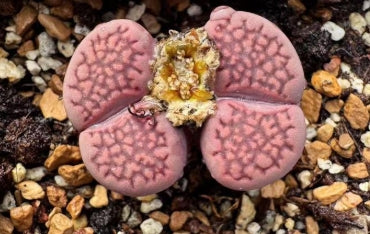 Lithops Shibari 20 graines