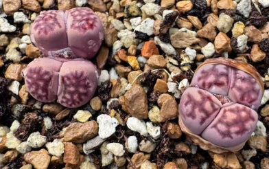 Lithops Purple Daisy 20 Seeds
