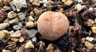 Lithops orange Cupcake 20 Seeds