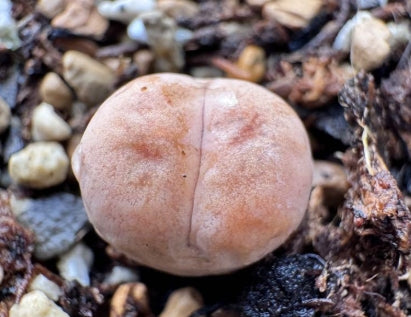Lithops orange Cupcake 20 Seeds